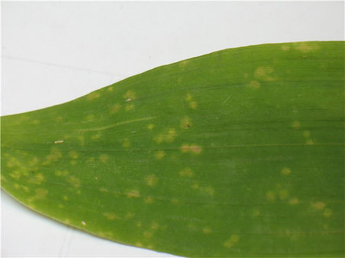 Чем заболела орхидея