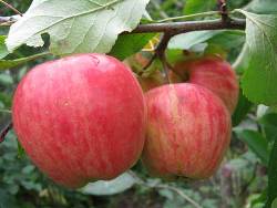 «Штрейфлинг» является старинным поздним сортом яблони