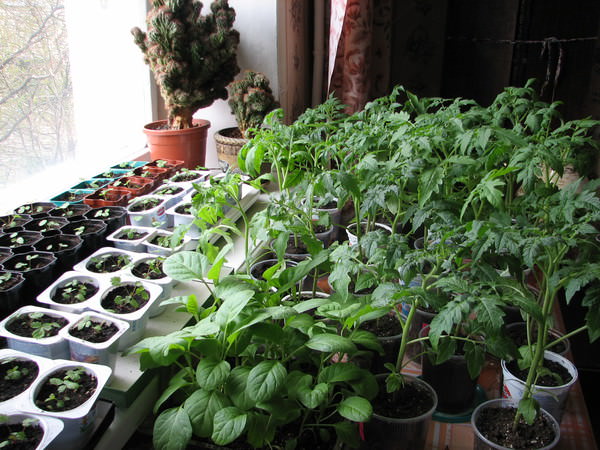 В квартирных условиях выращивание рассады всегда сопряжено с рядом сложностей и проблем