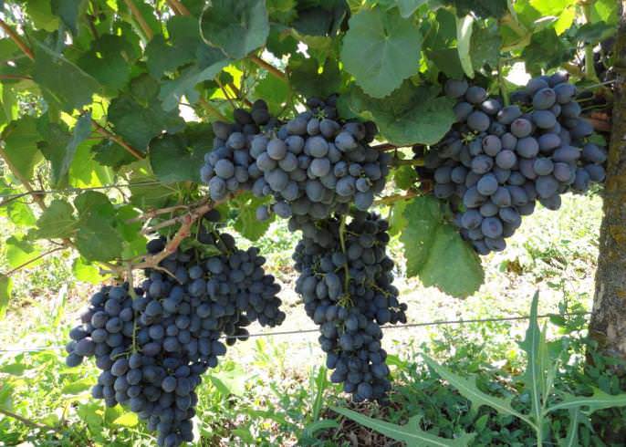 Кусты винограда Гала обладают сильным ростом и формируют хорошо вызревающие побеги с крупными листьями