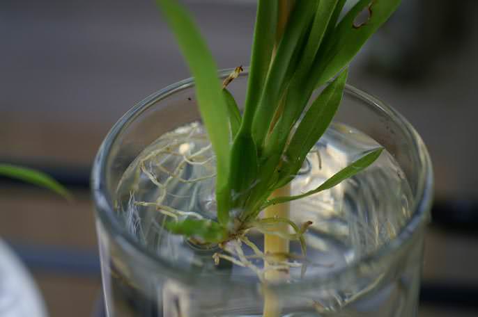 Орхидею перемещают в воду с растворенной таблеткой активированного угля и переставляют в теплое место с рассеянным освещением