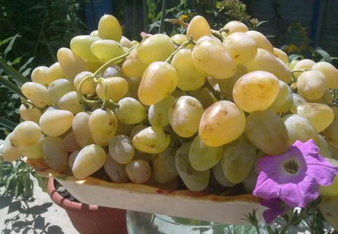 Ягоды винограда «Монарх» не склонны к растрескиванию и гниению
