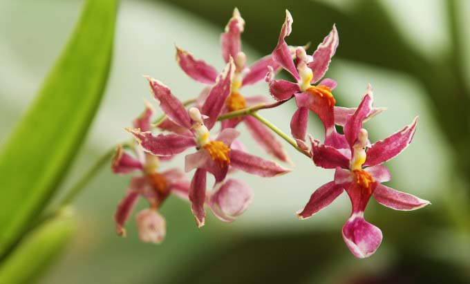 Особенности выращивания мини-орхидеи
