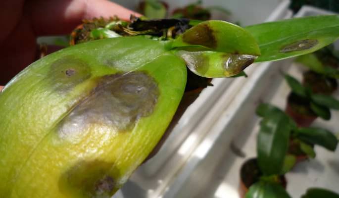 Пятна на листьях Фаленопсиса могут являться проявлением бактериальной пятнистости растения