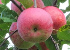 Яблони сорта «Слава победителям» могут быть высажены не только осенью, но и ранней весной