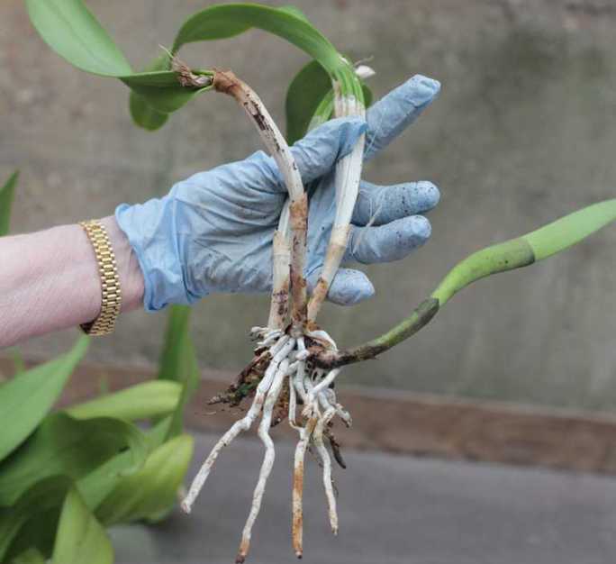 Реанимация орхидеи, у которой отмечаются проблемы с листьями, осуществляется по-разному