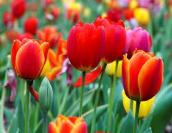 Тюльпаны – одни из самых популярных садовых растений