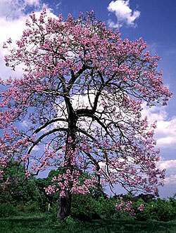 Павловния, или адамово дерево: описание и выращивание