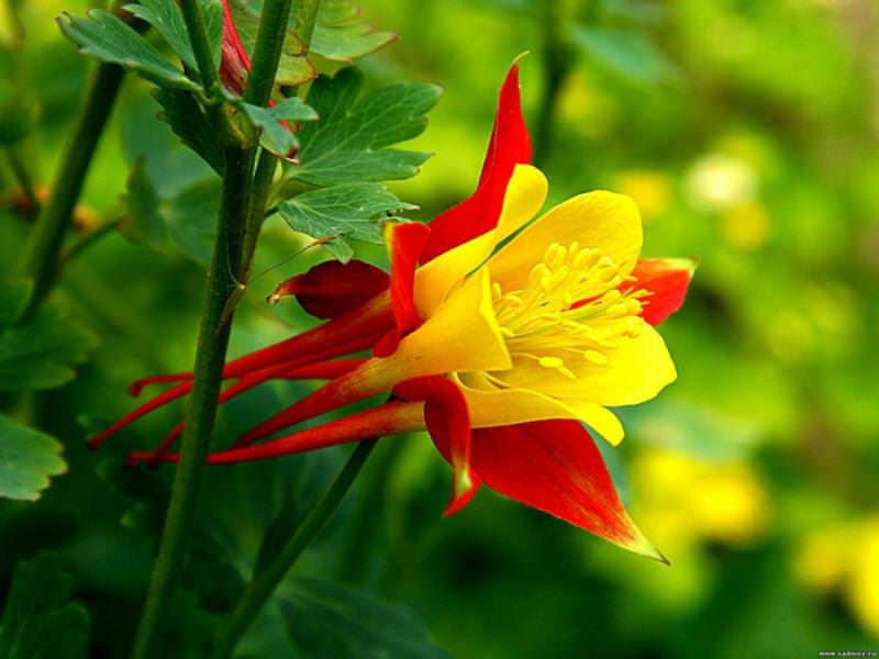 Аквилегия – прекрасное растение, которое насчитывает во всем мире более 120 разнообразных видов