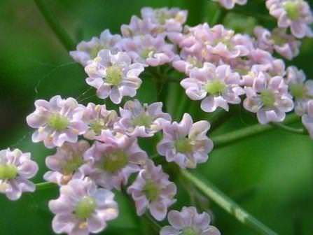 Анис выдерживает холодную погоду, но урожайность будет низкой