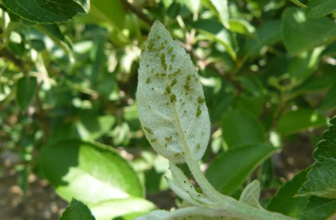 Яблонная тля зеленая образует целые колонии на побегах и лиственной части яблонь