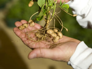 Земляной орех, или арахис, выращивается для получения семян пищевого растительного масла, которого содержится в семенах растения около 53%