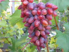 Виноград «Арочный» не слишком популярен у садоводов нашей страны