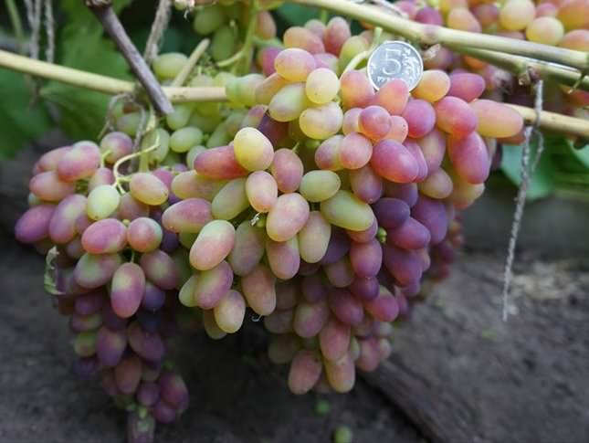 Ягоды на виноградной лозе формируются крупных размеров, овальной или сосковидной формы
