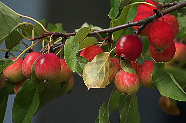 Своим вторым названием сливолистная яблоня обязана не китайскому происхождению, а форме листьев, похожих на листья китайской сливы