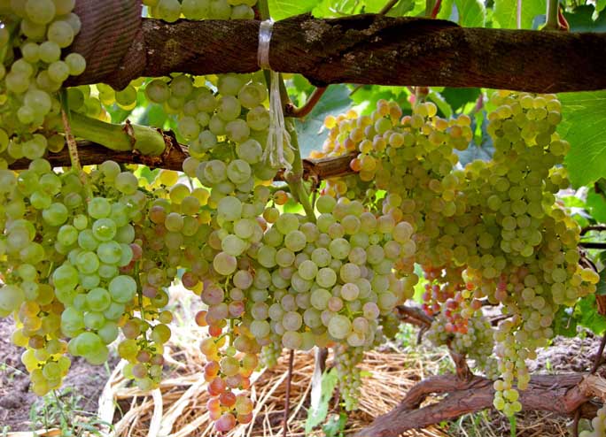 Какие сорта винограда можно выращивать в теплице?