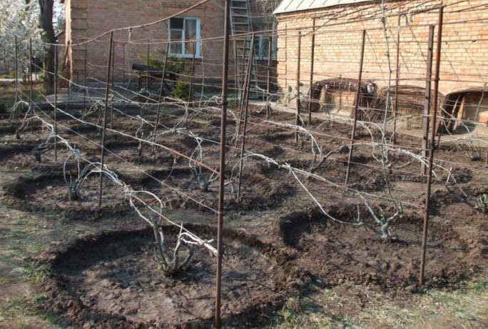 Обработка грунта виноградника является обязательным агротехническим приемом при возделывании культуры
