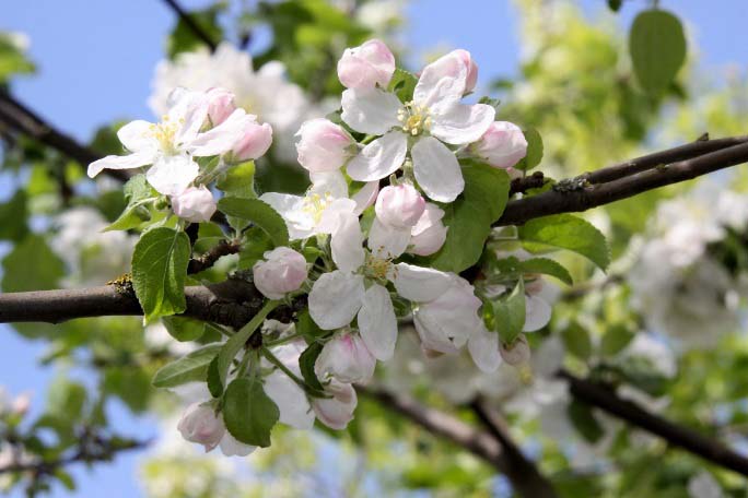 Период цветения яблони «Рихард» средний ранний и продолжительный