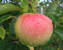Яблоня «Конфетное» относится к ранним, летним сортам