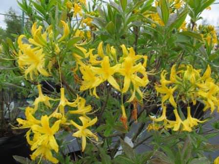 Откуда родом "красавица"