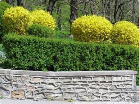 Использование азалии понтийской