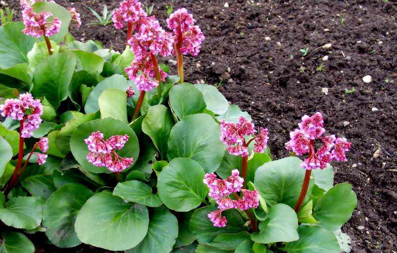Бадан толстолистный: красивое и целебное растение на вашем участке