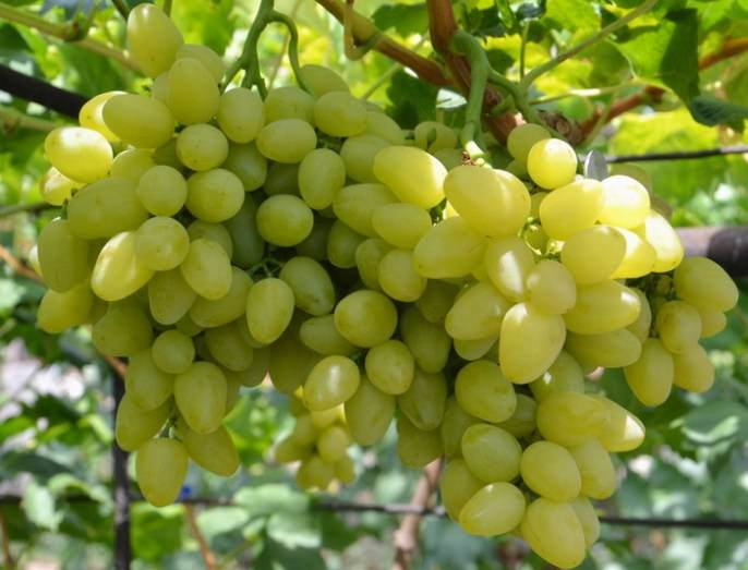«Бажена» является высокоурожайной гибридной формой белого столового винограда