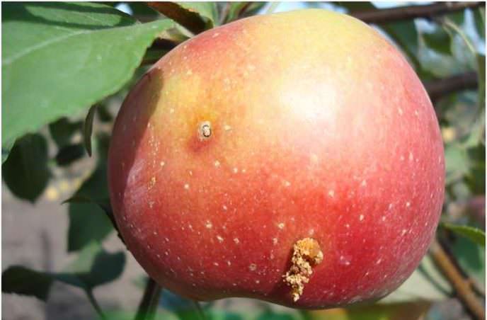 Яблонная плодожорка питается яблоками, прогрызая в них ходы