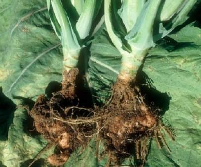Кила — одно из самых опасных заболеваний капусты, которое может отразиться на урожае