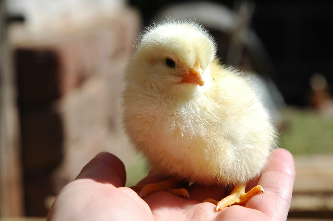 Цыплята-бройлеры отличаются от обычных тем, что растут быстро, а затрат на их содержание и корм требуется мало