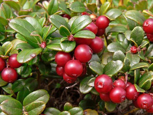 Как вырастить бруснику на дачном участке