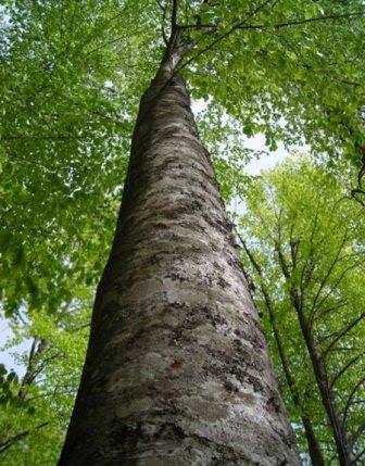 Где используется бук