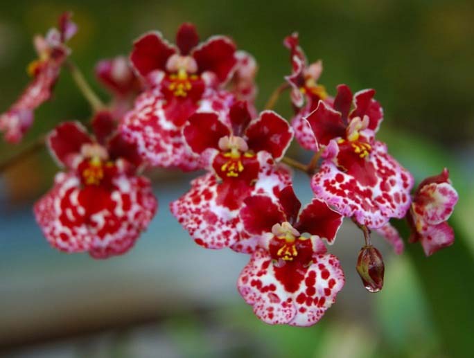 Особенности выращивания мини-орхидеи