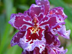 Самым неприхотливым в уходе видом из всех домашних орхидей считается орхидея «Камбрия»