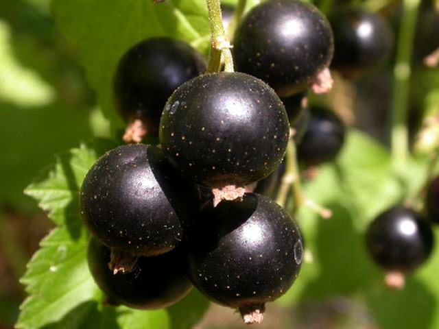 Определяя сорт черной смородины для посадки на даче, уделите внимание требованиям растения