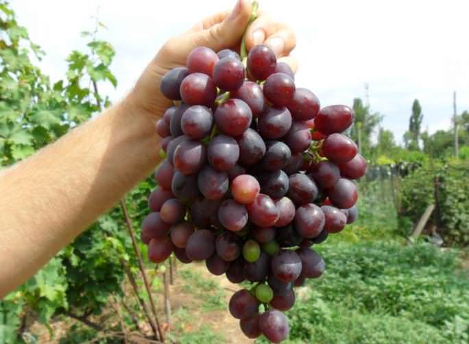 Виноград Краса Никополя: описание сорта, достоинства, выращивание, отзывы