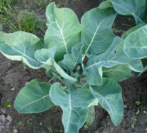 Выращивание цветной капусты: полезный и вкусный овощ на вашей даче