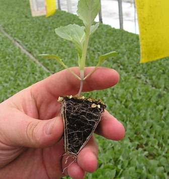 Выращивание цветной капусты: полезный и вкусный овощ на вашей даче
