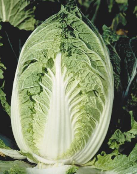 Как вырастить пекинскую кочанную капусту