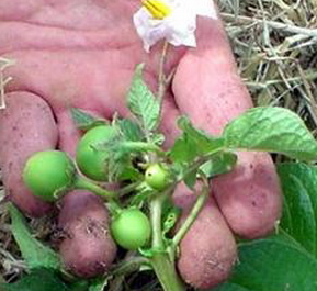 Ответ на Фиолетовые клубни картофеля