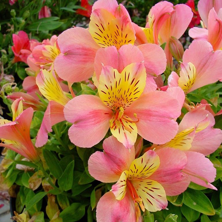 Ответ на Где можно выписать семена альстримерии