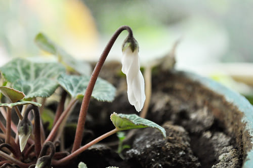 Ответ на Цикламен: как поливать, подкармливать и ухаживать