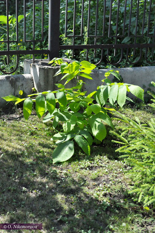 Помогите опознать растение!