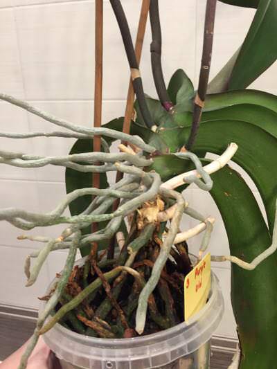 Как правильно омолодить старую орхидею