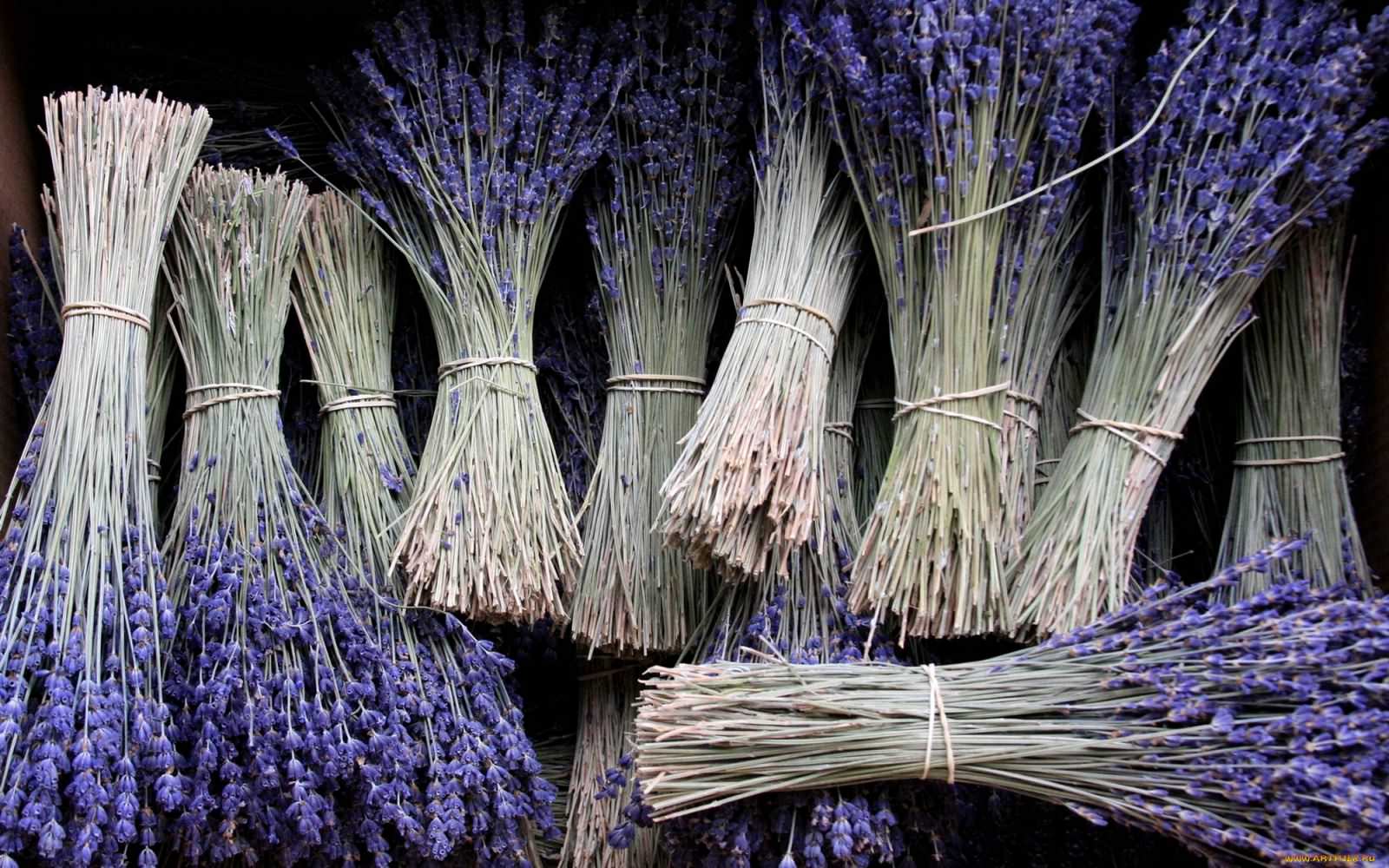 Почему лаванда вянет