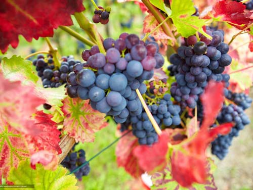 Особенно важен правильный уход осенью для винограда