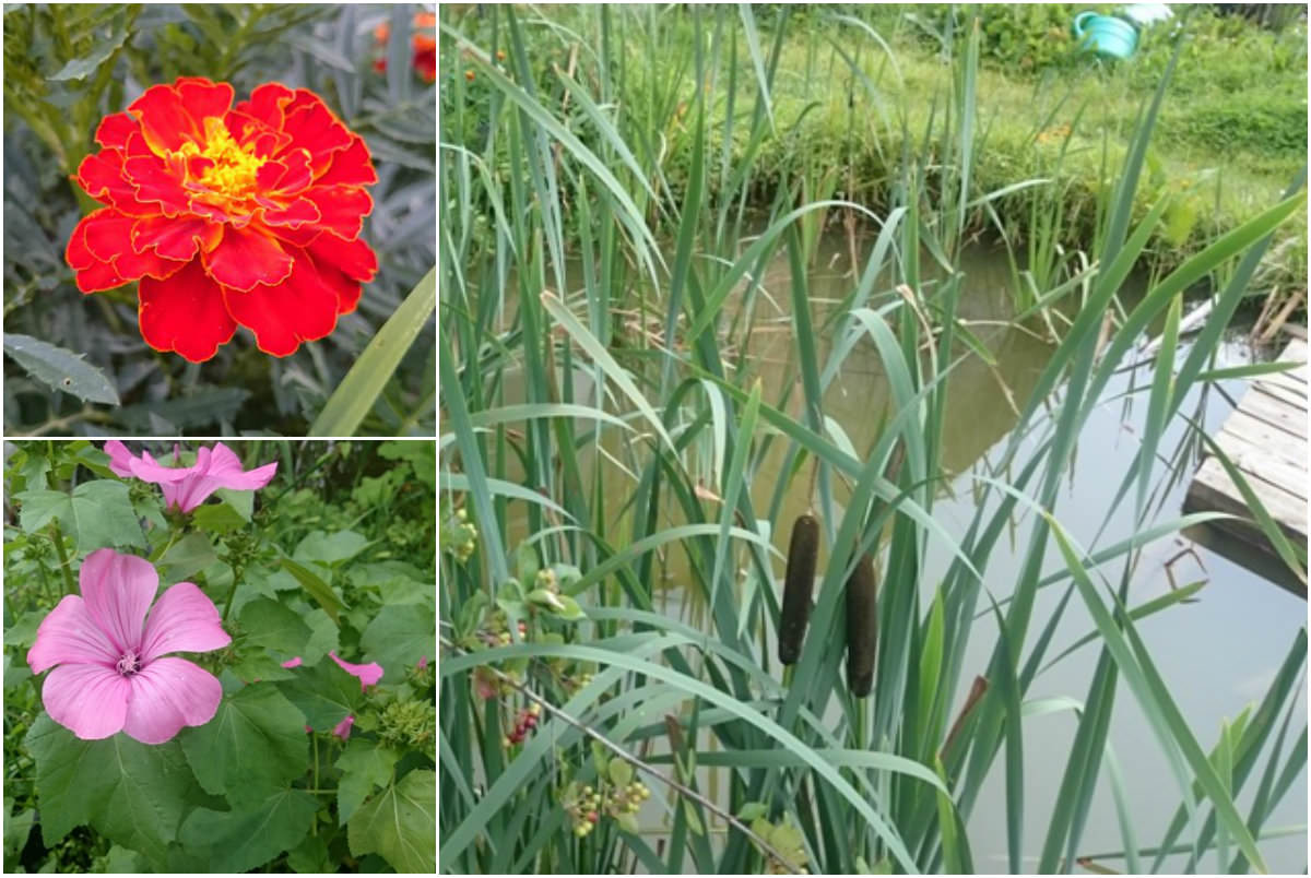 Тем не менее, этой небольшой площади вполне хватило на размещение прудика с камышами, культивирование винограда, нескольких сортов яблонь и груши, черноплодной рябины, калины, сливы, вишни, а также нескольких видов цветущих культур