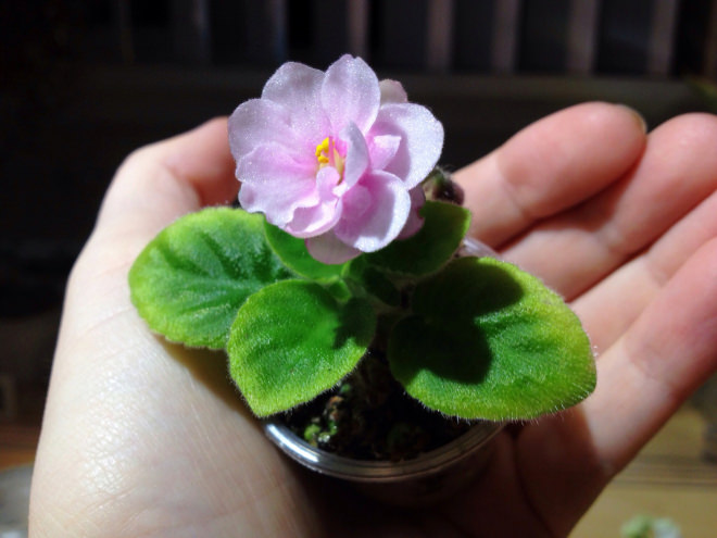 Листья у приобретаемой фиалки должны иметь ровный окрас без признаков желтизны или повреждений