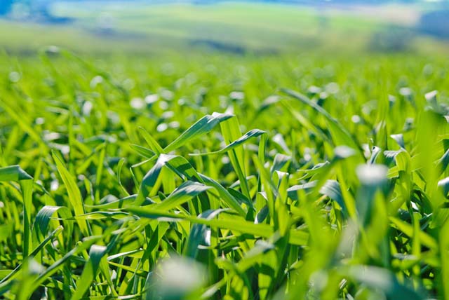 В органическом земледелии посев сидератов является одним из наиболее эффективных средств повышения качественных показателей грунта