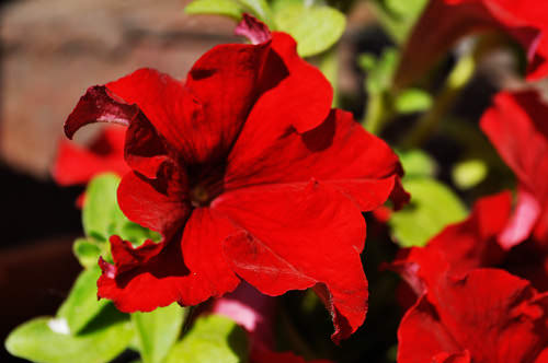 Ответ на Петунии, пионы и чернобривцы в клумбе: нормальное сочетание